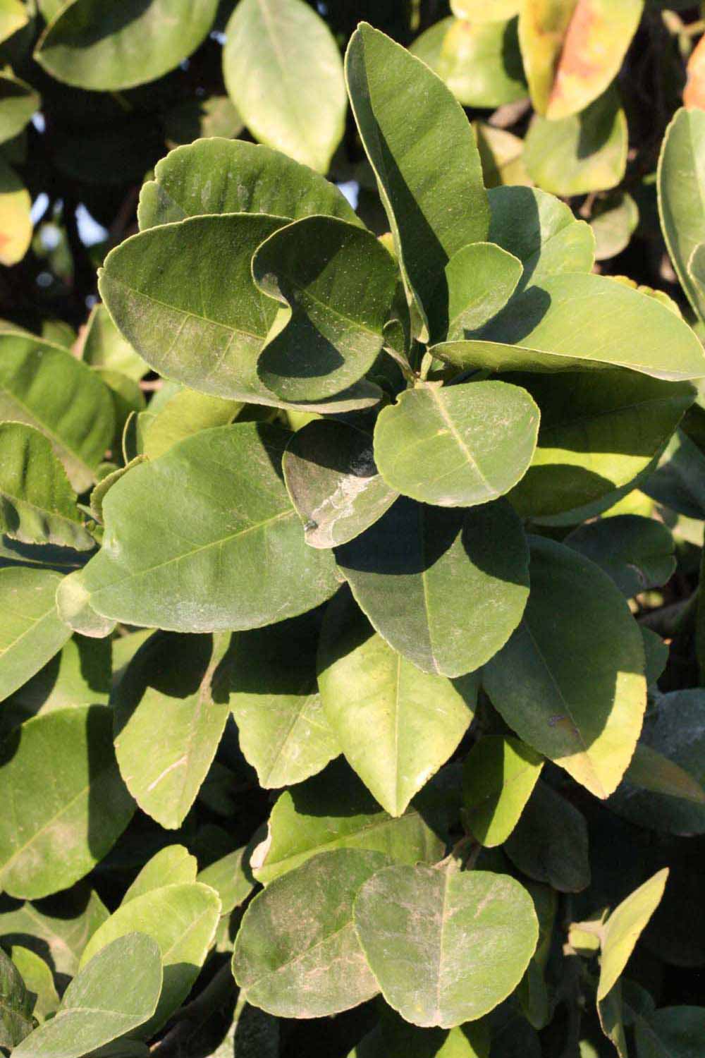              Sun leaves (Riverside, CA)       